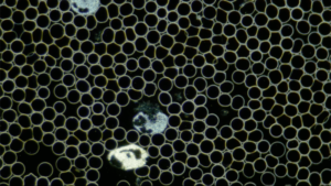 copyright-Vitaltalent-Dunkelfeld-Vitalblutanalyse-4